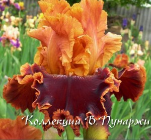 лосиный остров4